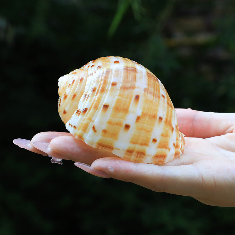 Conch Shell