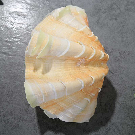 Authentic Conch Shell Decoration