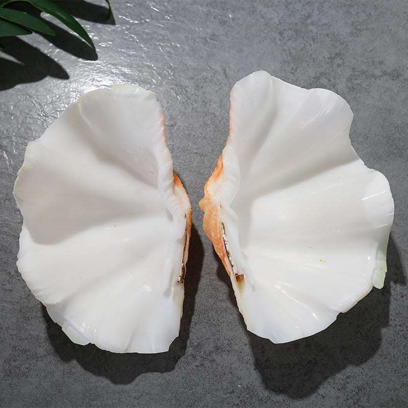 Authentic Conch Shell Decoration