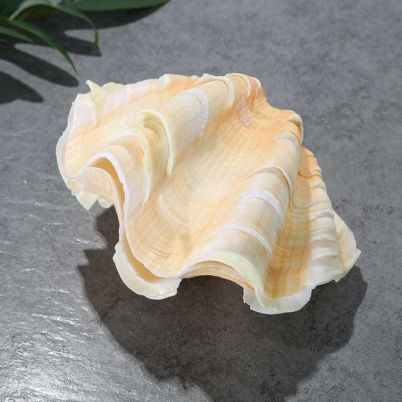 Authentic Conch Shell Decoration