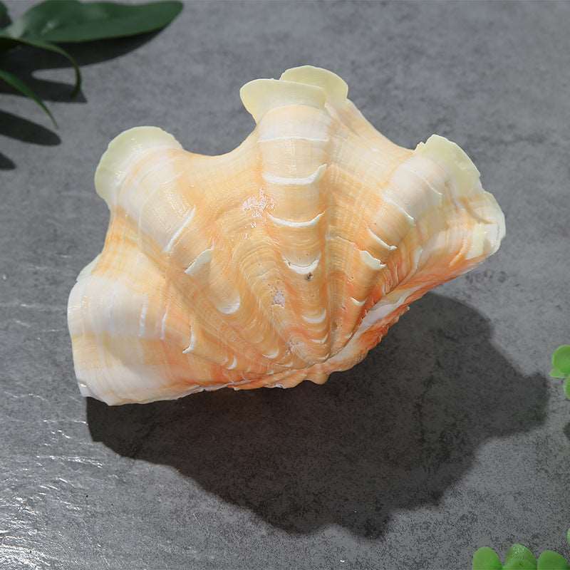 Authentic Conch Shell Decoration